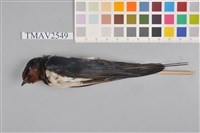 藏品(家燕)的圖片